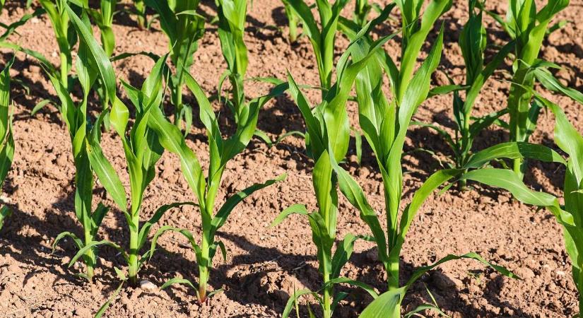 Rejtélyes módon fejlődött harsány zöld kukorica a csontszáraz talajban, de van vele egy óriási bökkenő