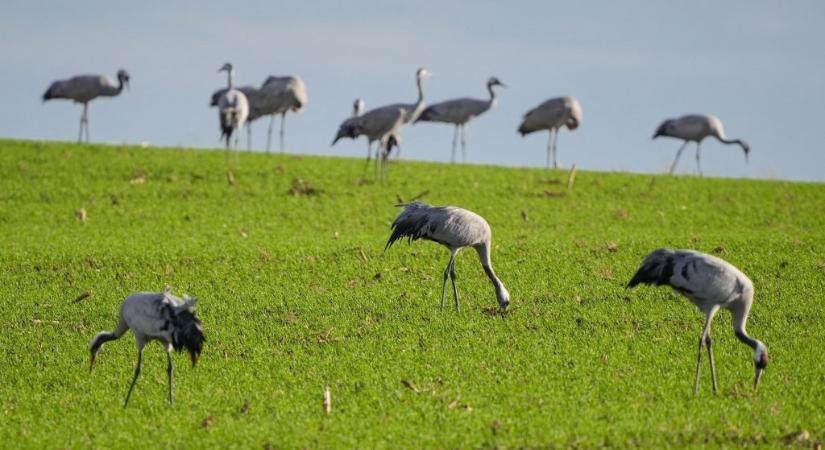 Kétezer daru pusztult el egy német faluban