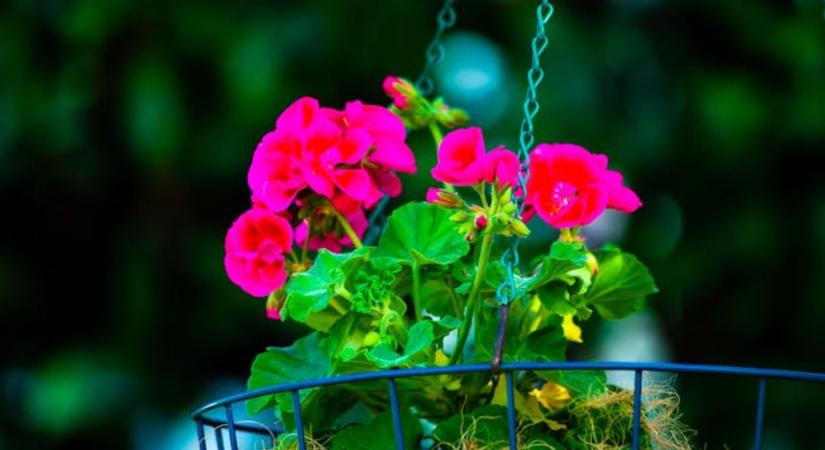 Így teleltesd a muskátlit, hogy jövőre is virágozzon