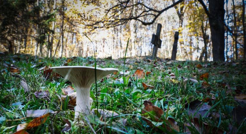 Őrizzük a hiányt - Fotóriporterünk Nemesmedves temetőjében kapta rajta az időt