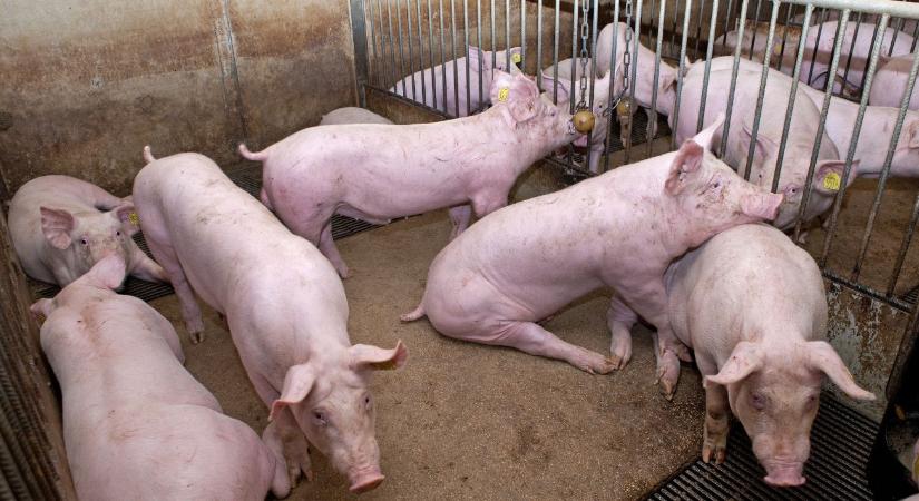 Sertéshiány a világpiacon: új esély a magyar exportnak