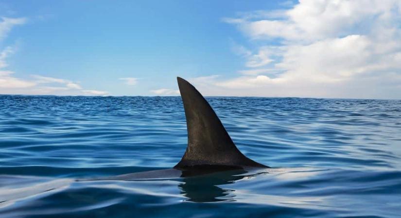 A Grönlandi cápa látta a történelem legnagyobb bűneit