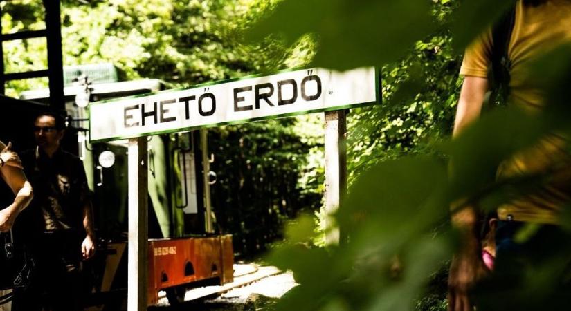 Világsiker küszöbén Miskolc: Dubajban ünneplik az Ehető Erdőt