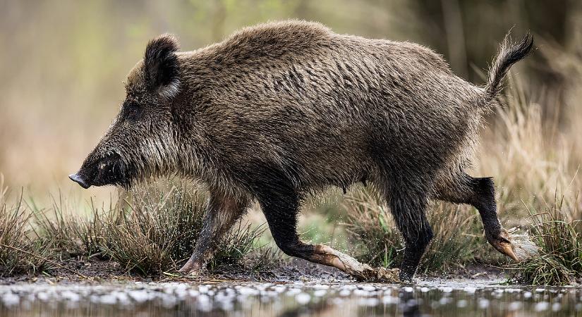 Riadót fújtak a polgármesterek: egyre több bejelentés érkezik a Balaton környékéről