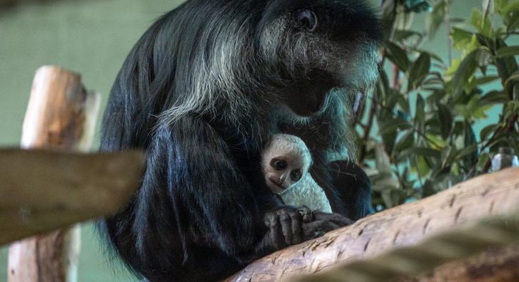 Szellem makival bővült egy brit állatkert
