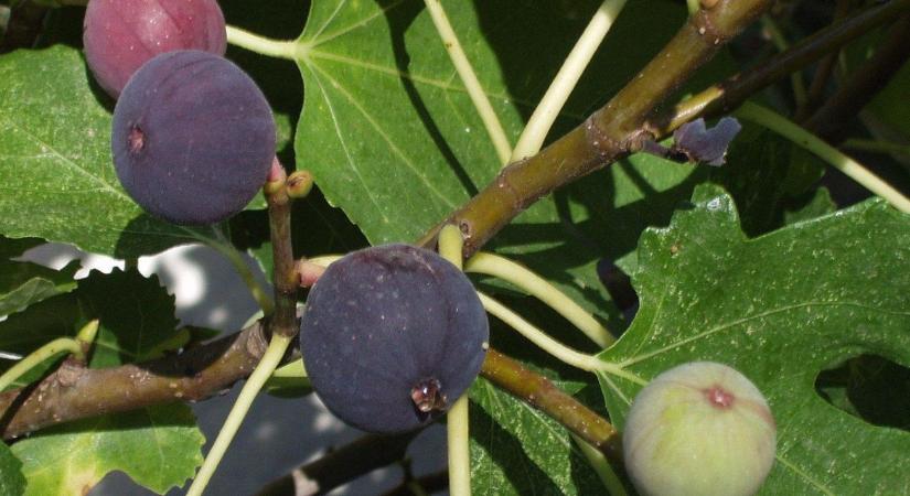 Mediterrán ízek itthon – A fügefa téli ápolása lépésről lépésre
