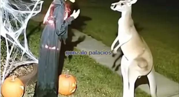 Átverés lehet a halloweeni dekorációt szétrúgó kengururól készült videó