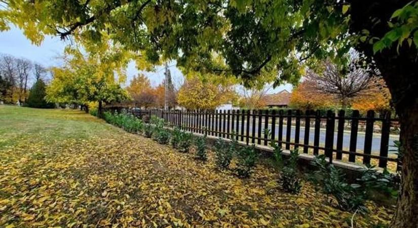 Zöld fal a temető mellett: új babérmeggy sövény szépíti az emlékezést