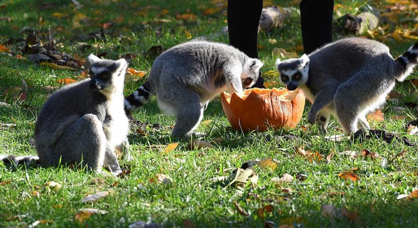 Madárijesztőbe rejtett hús, tojásdobálás – tele volt izgalommal az ebédidő a jászberényi állatkertben – galériával, videóval