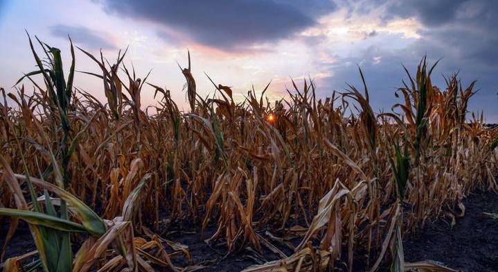 Csendes forradalom előtt áll a magyar vidék: változásra van szükség az aszály miatt