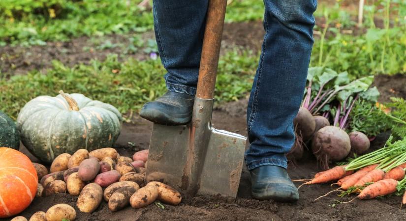 Egészséges talaj, egészséges növény – a szerves trágya újraéledése