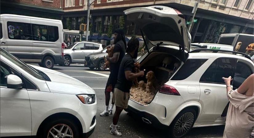 Autók csomagtartójából árulják illegálisan a kölyökkutyákat New York elit negyedében