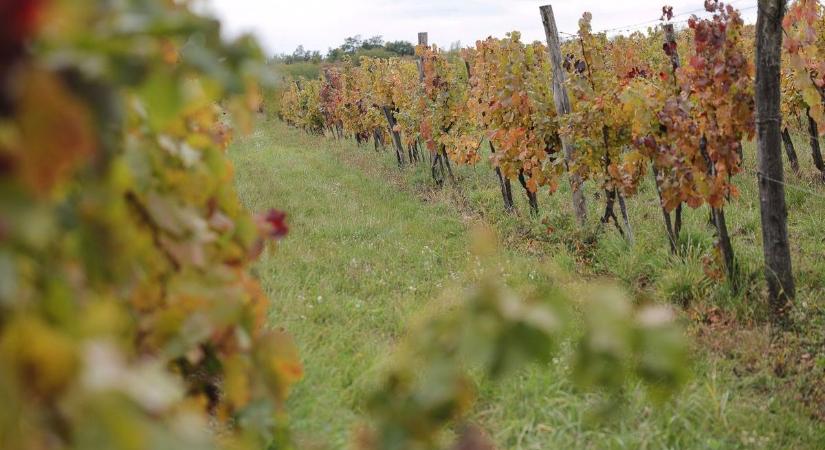 Lezárult a védekezés, de a veszély nem múlt el: új szigorítások a szőlőkben