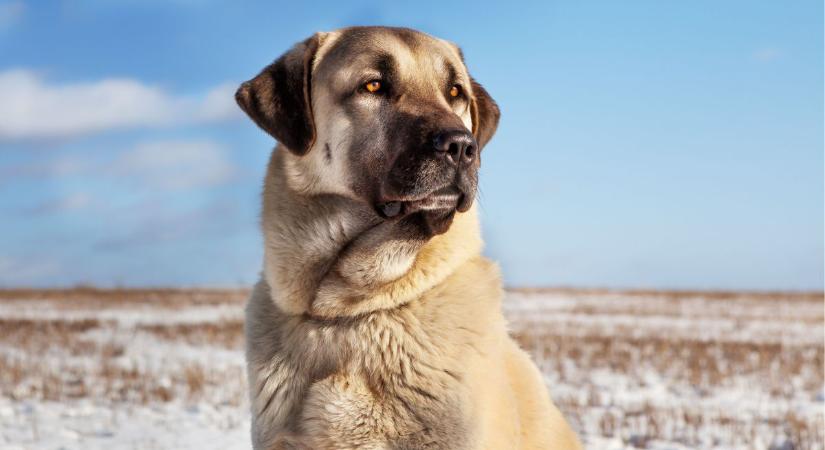 Ennyi volt a juhászkutyáknak: ezeket a fajokat kitiltják a lakott területek közeléből