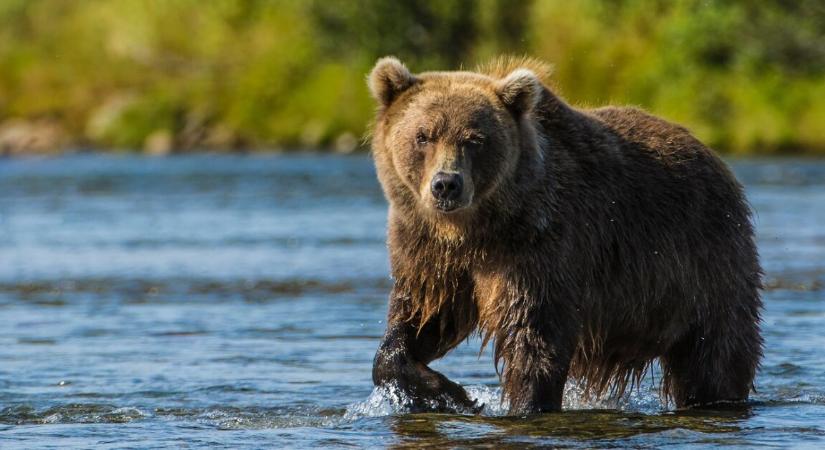 Súlyos medvetámadás történt – mentőhelikopterrel vitték kórházba a fiatal vadászt