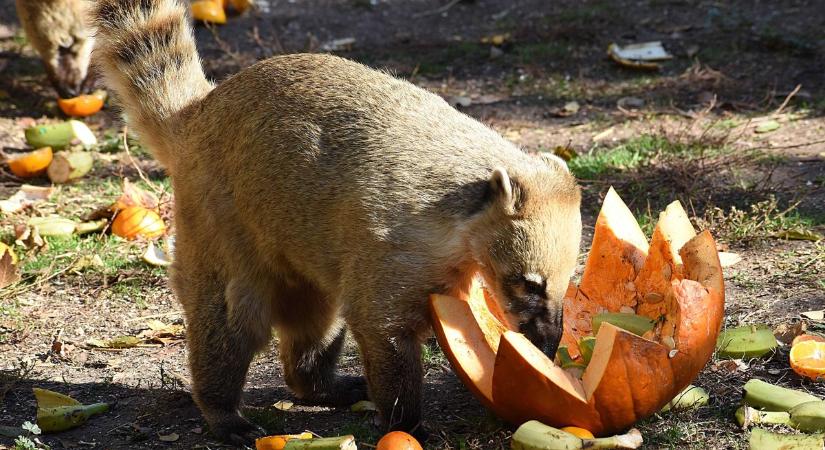 Különleges lakomát rendeztek a jászberényi állatkertben