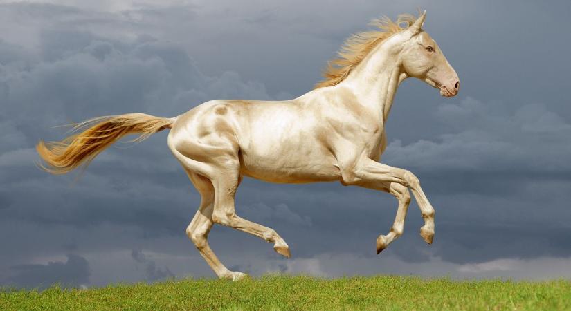 A világ egyik legdrágább lova, de már csak néhány maradt belőle Magyarországon: videón az aranyszőrű akhal-teke