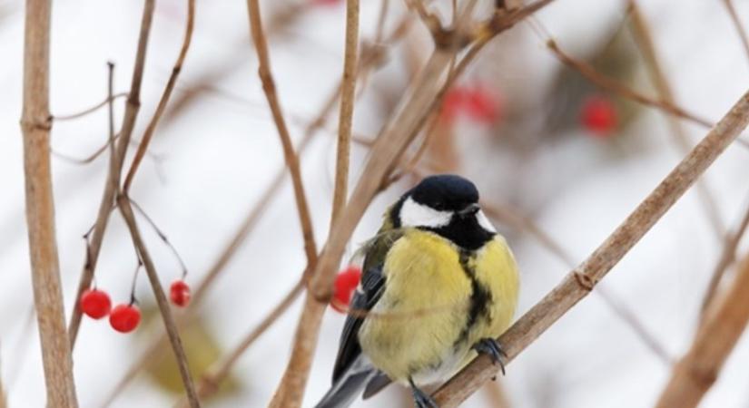 Cinegék titkos iskolája – meglepő, kitől tanulnak a fiókák