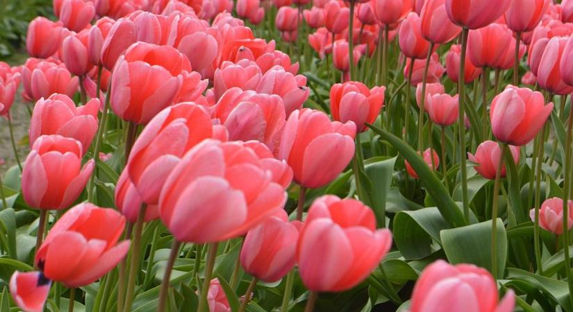 Elkéstem a tulipán hagymáinak elültetésével?