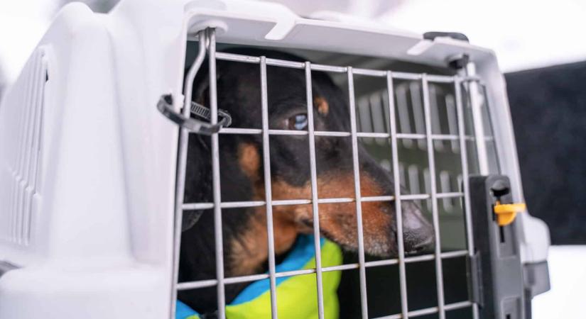 Eltűnt a kutyád a repülőút alatt? A bíróság szerint nem ér többet egy átlagos poggyásznál