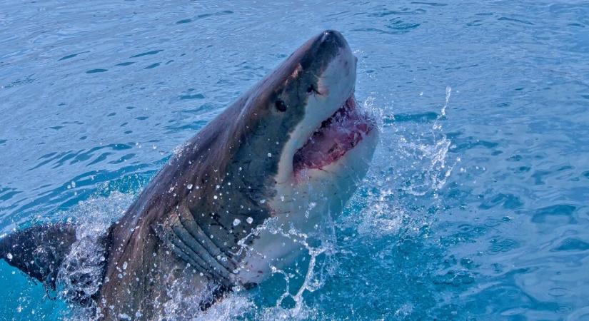 30 méterre a strandolóktól jelent meg egy nagy fehér cápa, és egyre többen vannak