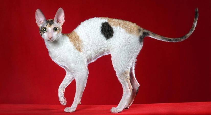 Nincs olyan, hogy hipoallergén macska: nem, még a kopasz fajták sem azok