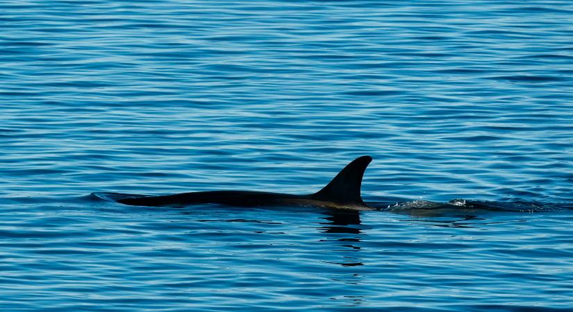 20 millió éves állat olvadt ki a jég alól, a Föld legfélelmetesebb teremtménye került elő