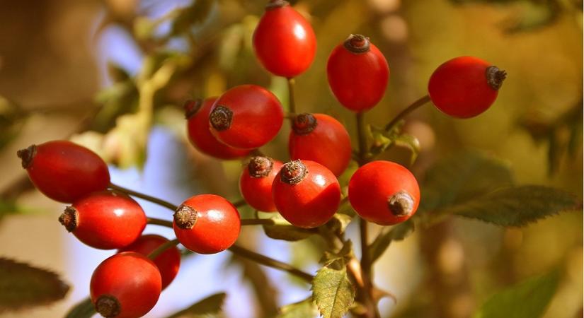 Hol bukkanhatnak fel a NAV revizorai a 45. héten?