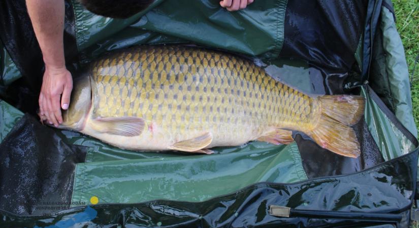 Ennyibe kerülhet a ponty és a harcsa a karácsonyi időszakban