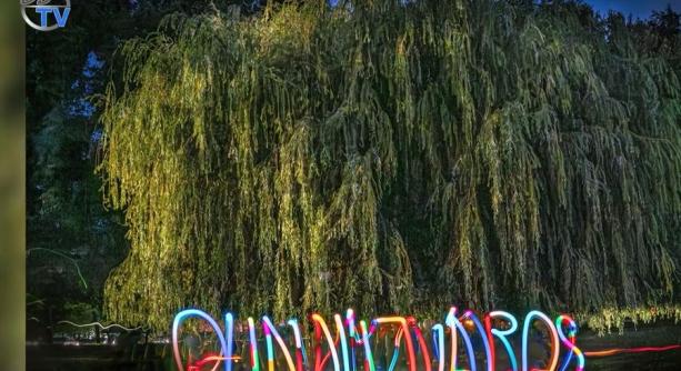 DSTV: a város fái – nyári fotókon