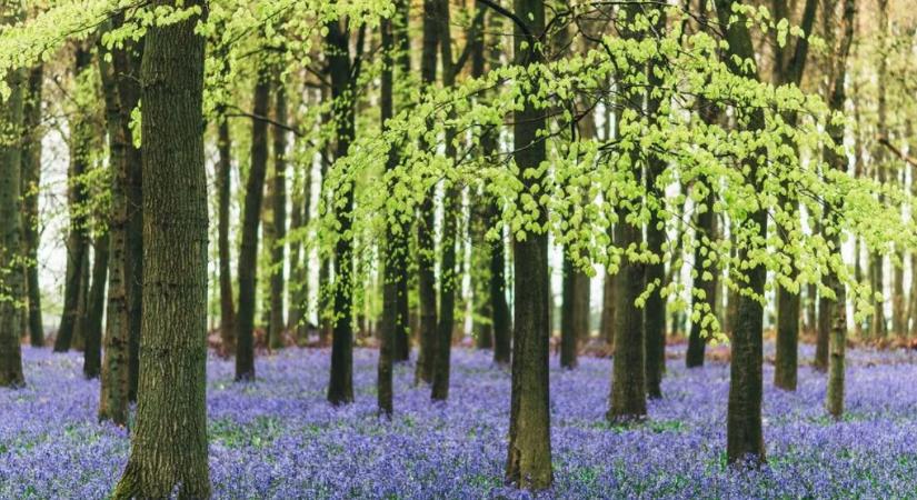 Mit lát meg először a képen? Ez a személyiségteszt elárulja, mennyire kitartó a nehéz helyzetekben