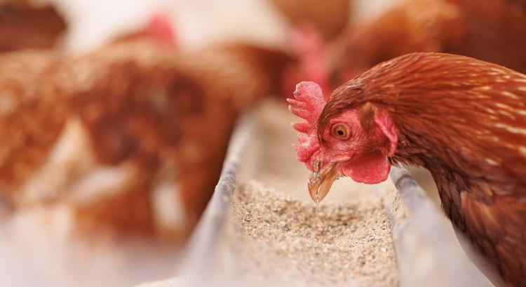 Ezt is megértük: nem a gabona a legfontosabb exportcikkünk