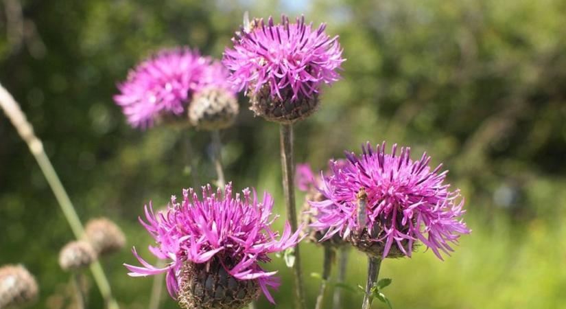 Régi növények, új szerepben – őshonos virágok modern kertekben