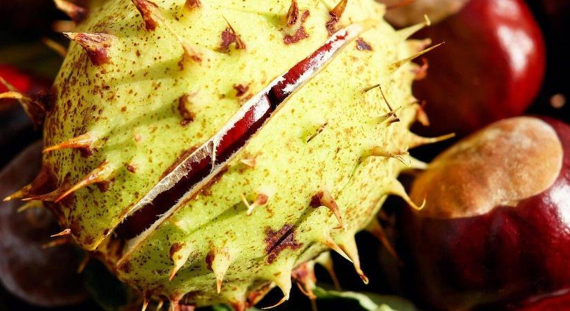 Gesztenyével mosni? Így készül a természetes mosószer