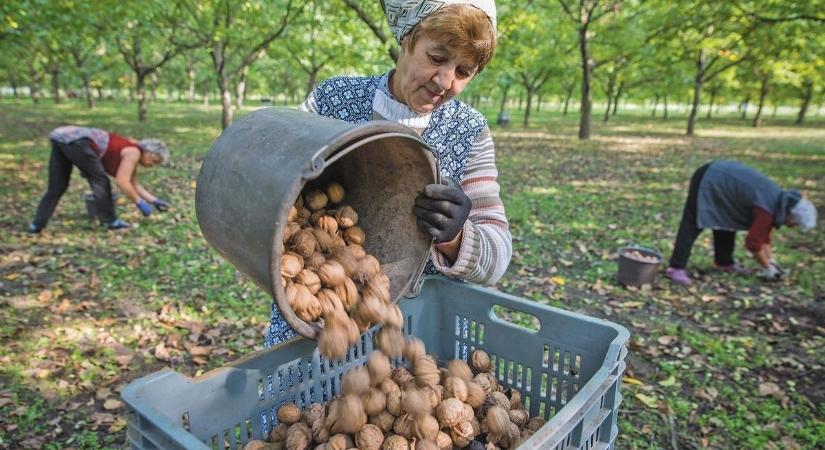 Idén is drága lesz a karácsonyi bejgli, nem lett sok dió