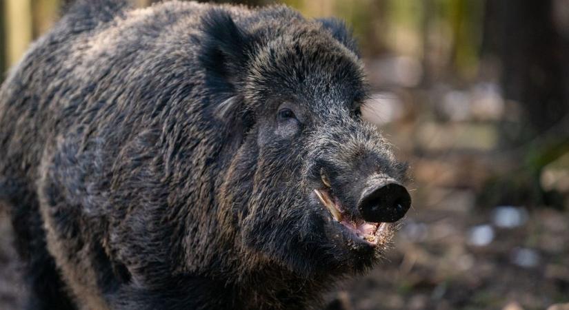 Varjak, galambok, rókák, vaddisznók – ezekkel van tele a város