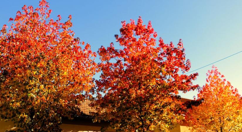 Ezek a fák csodás átalakuláson mennek keresztül (galéria)