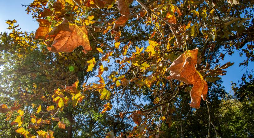 Még kitart a meleg: a Csallóközben akár 20 fokot is mérhetünk vasárnap
