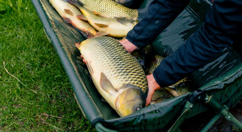 Ennyibe fog kerülni a ponty, harcsa kilója a boltokban karácsony előtt