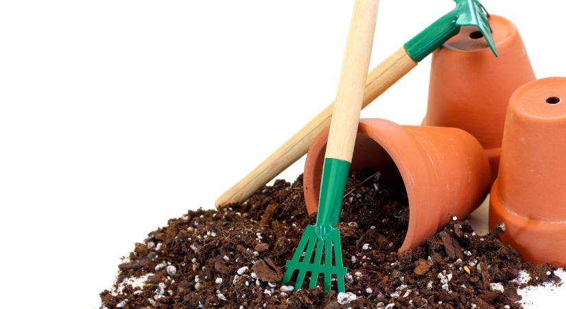 Felejtsd el a petúniát! Ez a növény egész évben virágzik