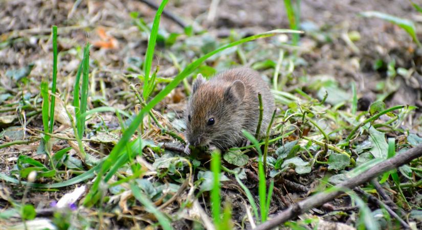 A rágcsálók őszi inváziója ellen hívjuk hadba természetes ellenségeiket – javasolják a szakemberek