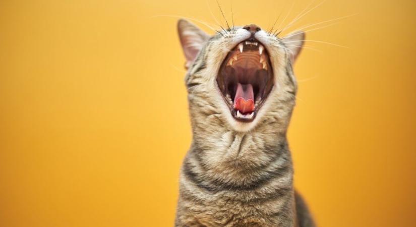 Videón a nagy lebukás: a macskák igenis szerethetik a gyümölcsöt