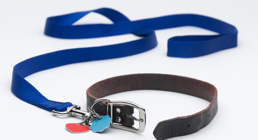 Csodaszép a legújabb magyar kutyafajta, amit csak tavaly jegyeztek be