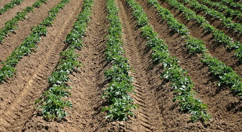 Autonóm burgonyarobot: új korszak kezdődik a növényvédelemben