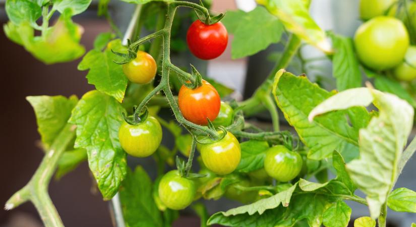 3 módszer, amivel átteleltetheted a paradicsomot