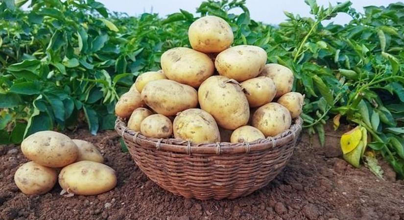 Drámai folyamatok! Emiatt tűnhet el az asztalunkról a krumpli...