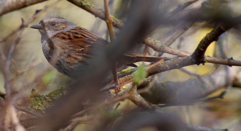 Őszi madarak a kertekben: erdei szürkebegy