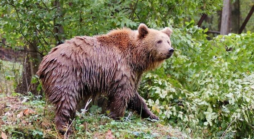 Hétfőtől megszűnik egy buszjárat Miskolcon