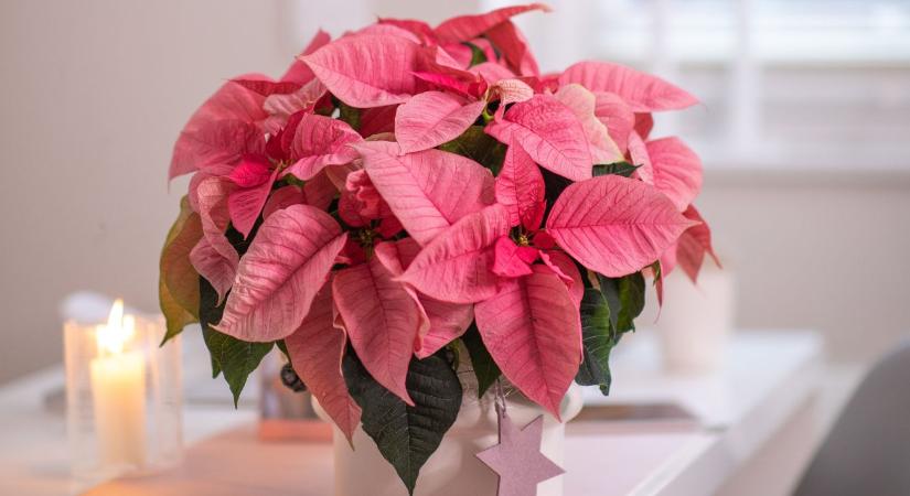 Virág, ami hálás a törődésért – így ápold a mikulásvirágot