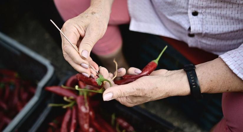 Megdöbbentő, milyen áron mérik a szegedi fűszerpaprikát, miközben minősége változatlan maradt